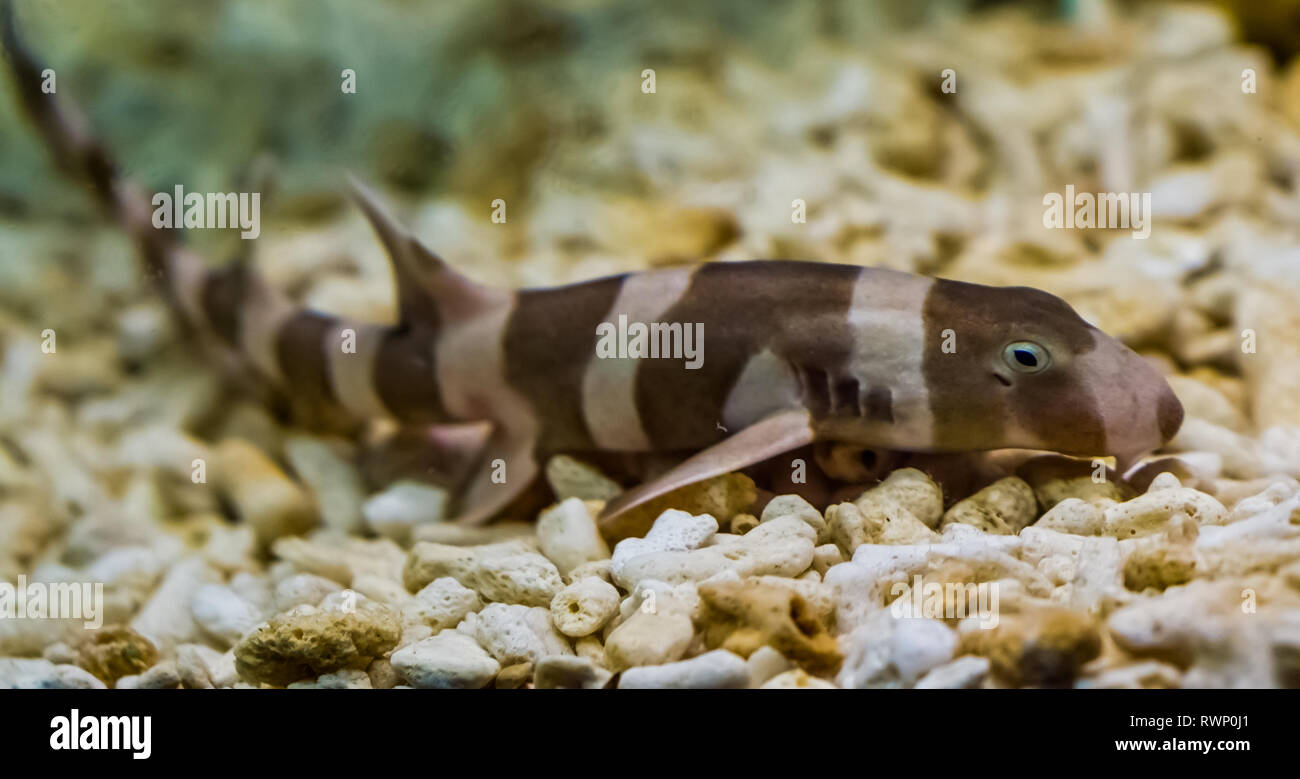 juvenile brown banded bamboo shark laying on the bottom, popular fish in aquaculture, tropical young fish from the pacific ocean Stock Photo