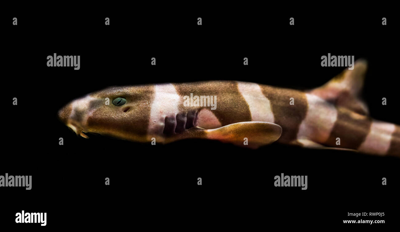 juvenile brown banded bamboo shark isolated on a black background, tropical fish from the pacific ocean Stock Photo