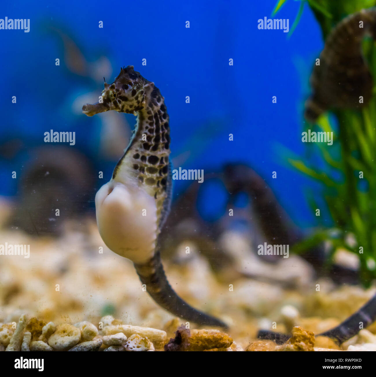 beautiful portrait of a big belly seahorse, popular pet in aquaculture, tropical fish from the rivers of Australia Stock Photo