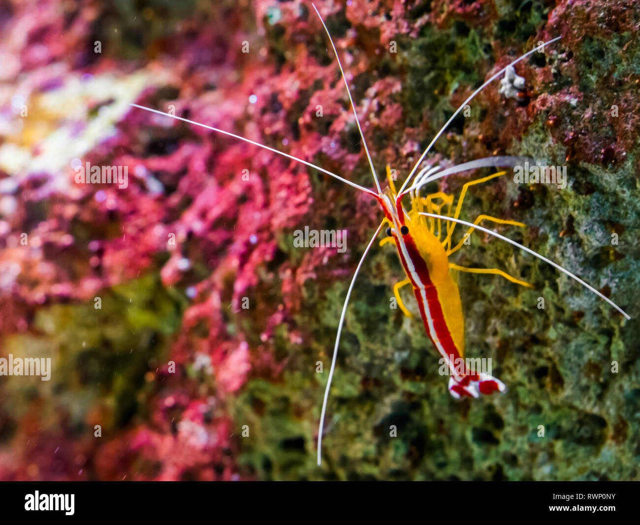 portrait of a atlantic cleaner shrimp sitting on a rock, colorful prawn from the atlantic ocean Stock Photo
