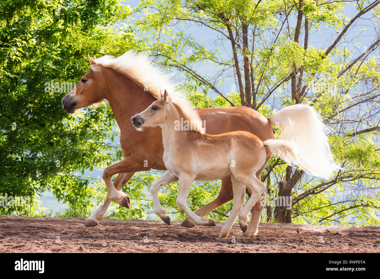 Haflinger Foal Haflinger Foal