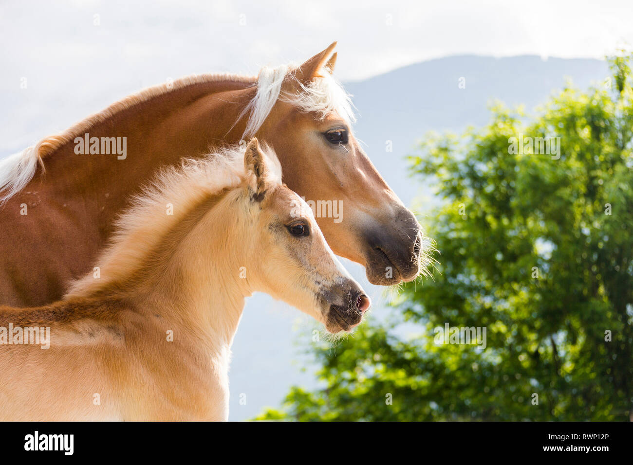Haflinger Horse. Mare with foal, portrait. South Tyrol, Italy Stock Photo