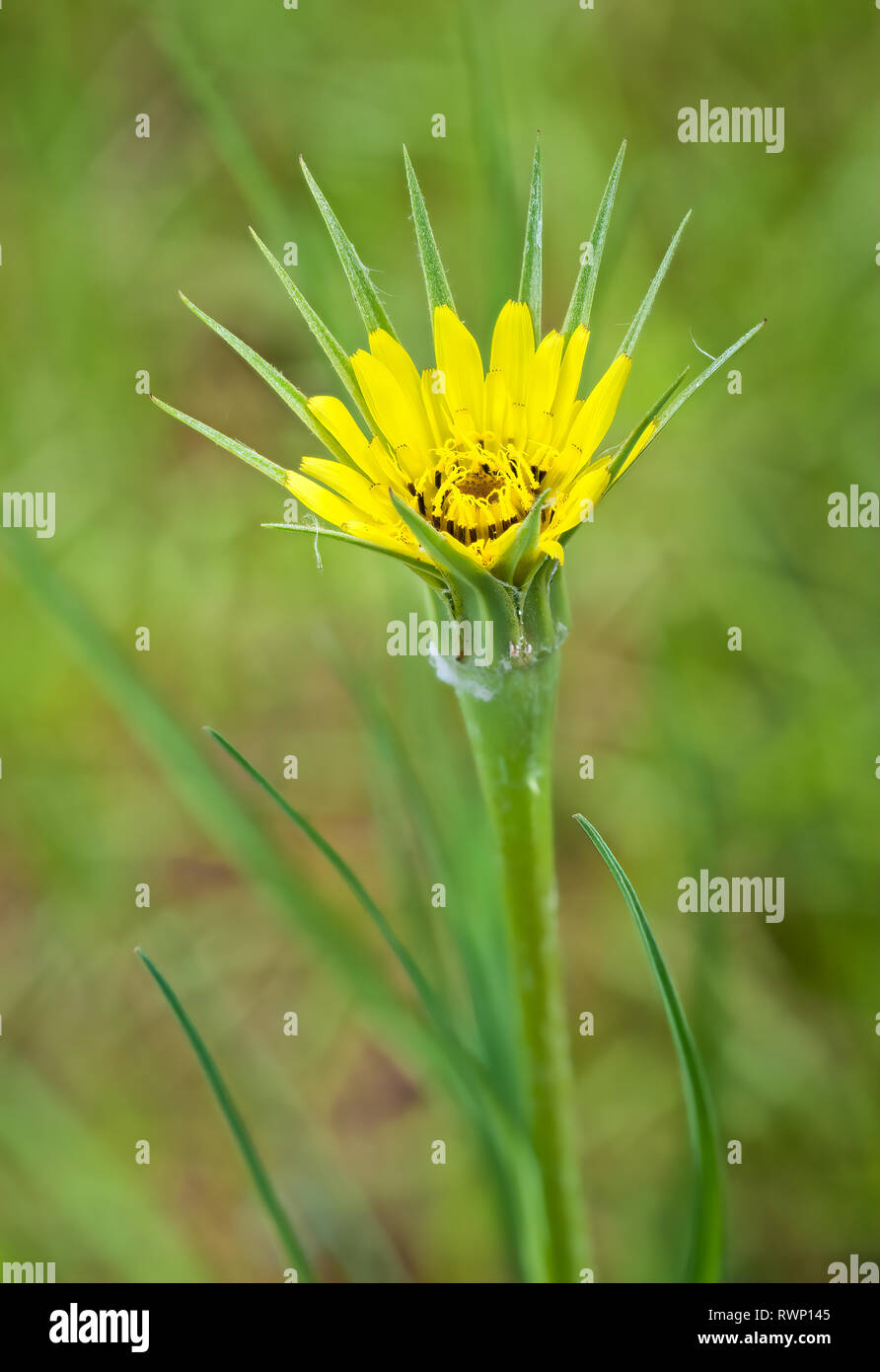 Yellow goat's beard (Tragopogon pratensis) flower in spring in central Virginia Stock Photo