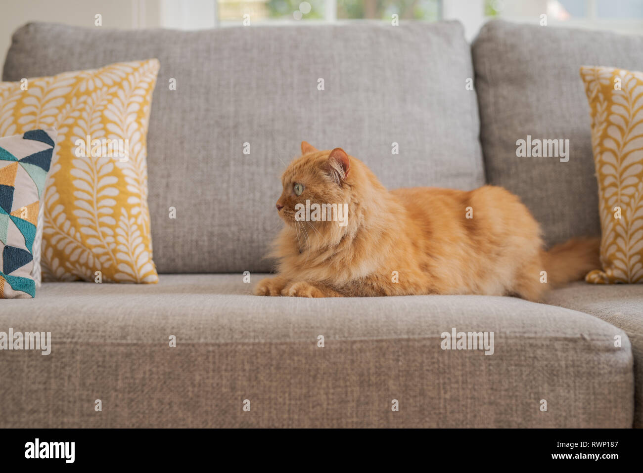 Beautiful ginger long hair cat lying on the sofa on a sunny day at home