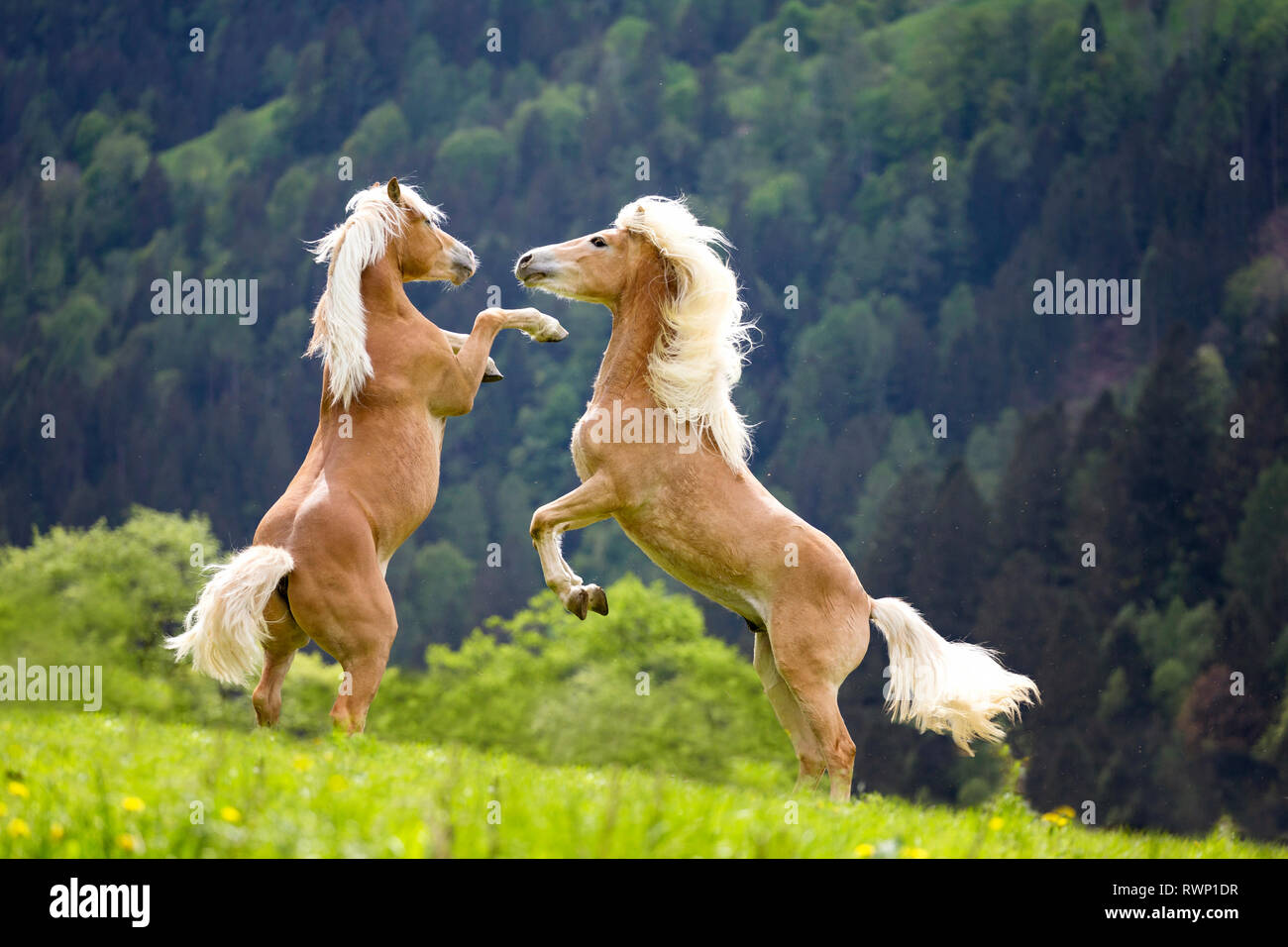 Haflinger Rearing Haflinger Horse. Two juvenile stallions play-fighting on a pasture ...