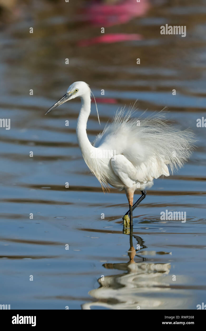 A Little egret fishing Stock Photo