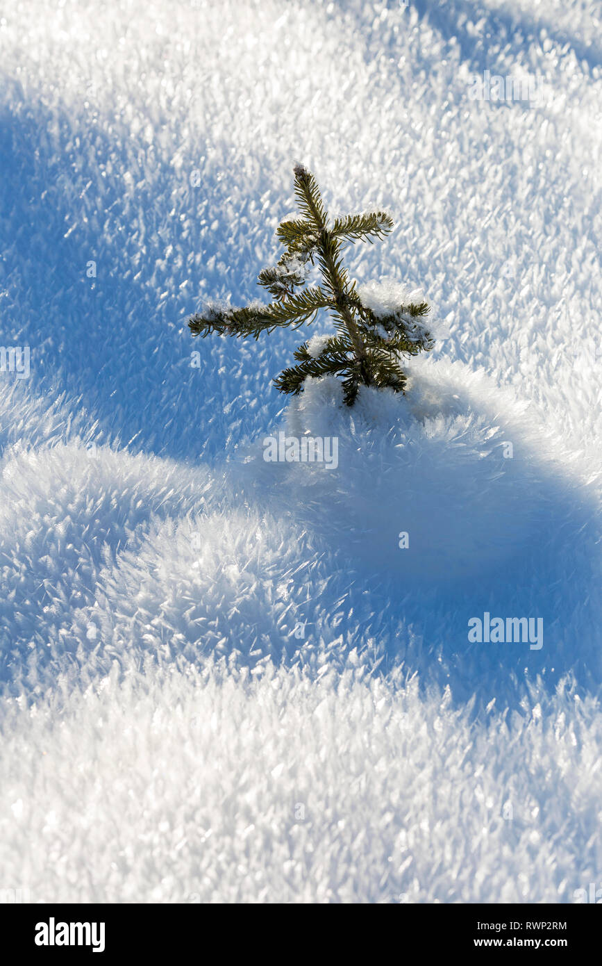 Small evergreen tree hi-res stock photography and images - Alamy