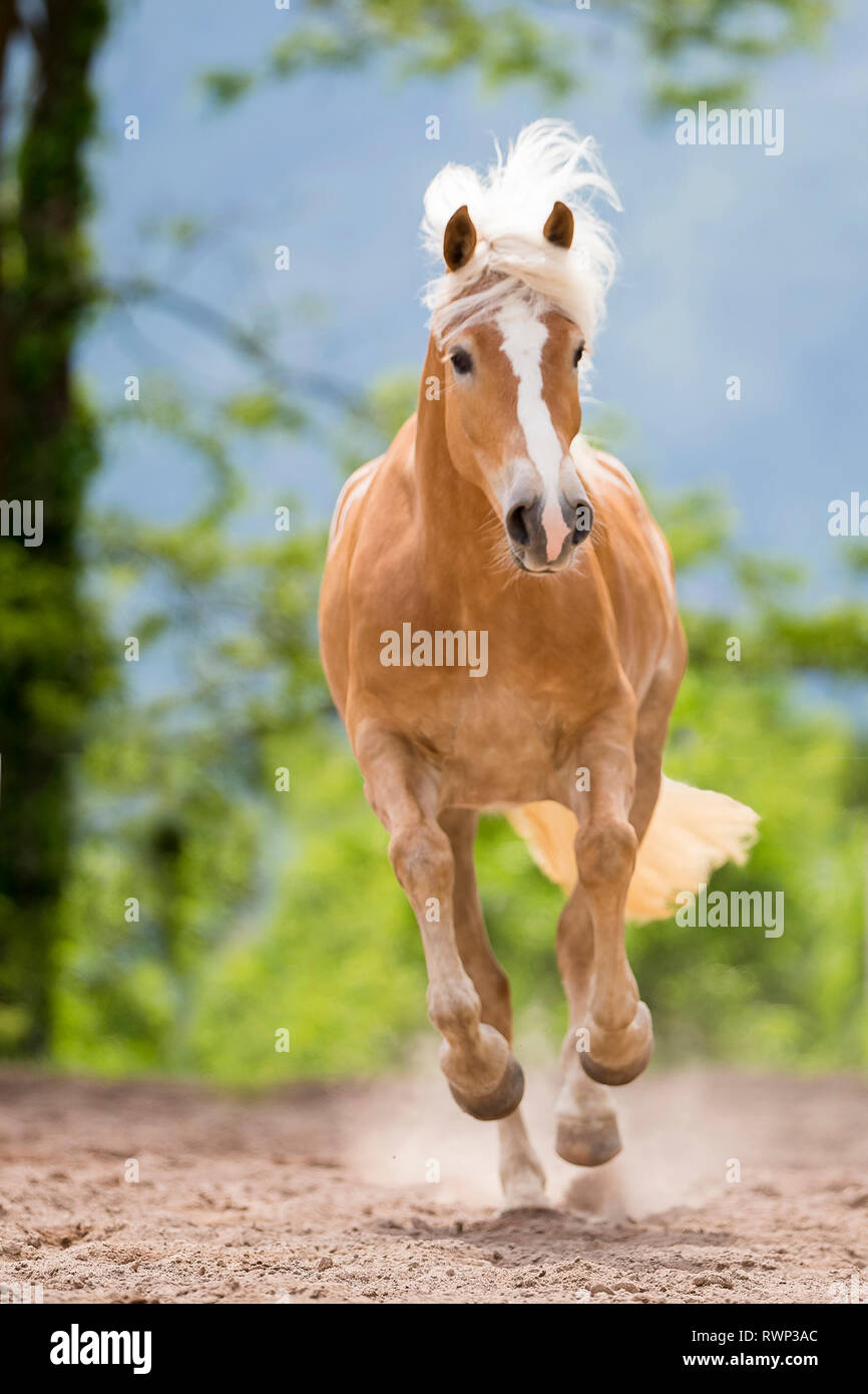 Haflinger Horse. Mare galloping, seen head-on. South Tyrol, Italy Stock Photo