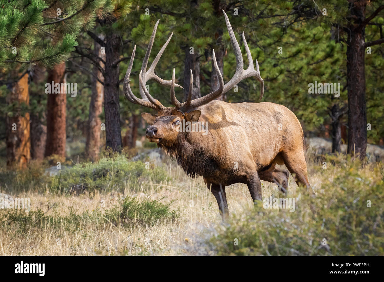 Bull Elk (Cervus canadensis); Steamboat Springs, Colorado, United