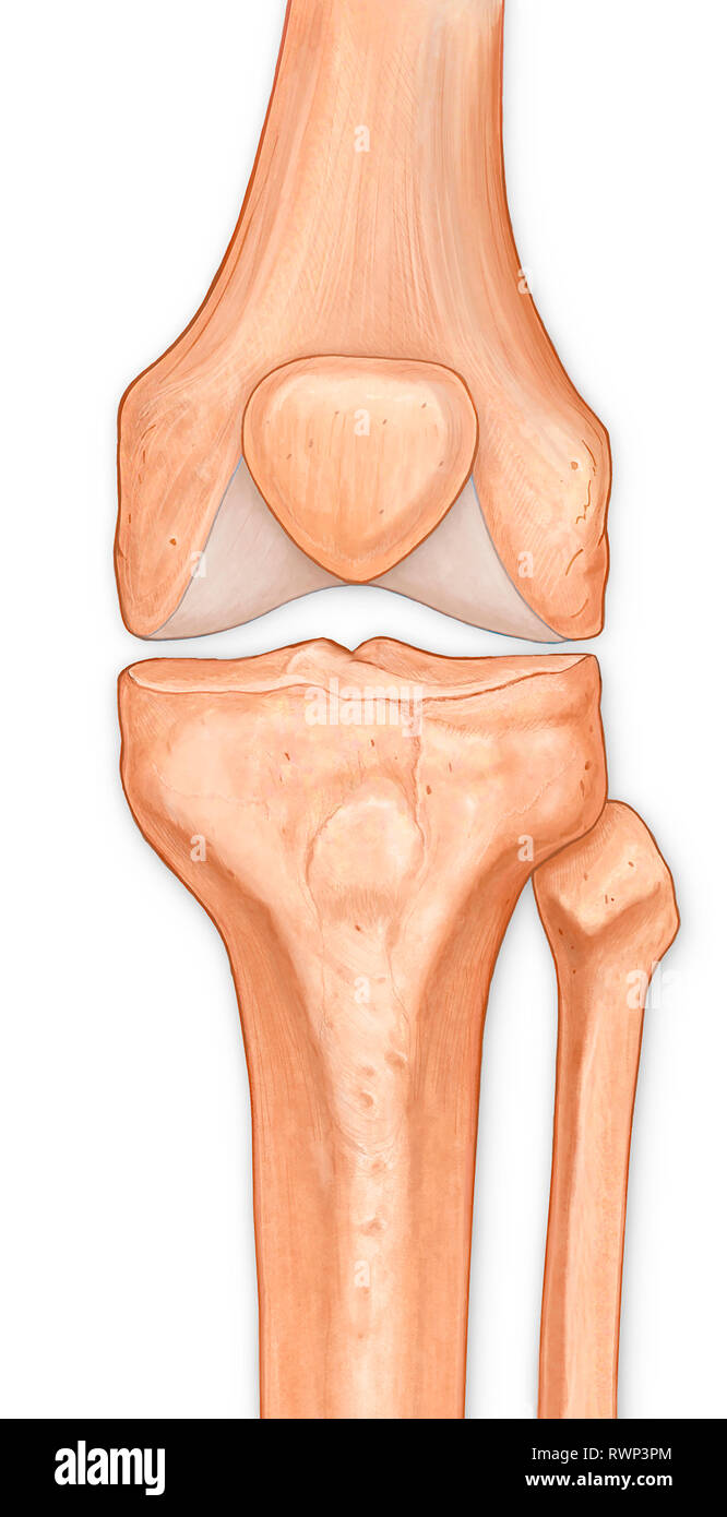 Illustration of the anterior knee, articular surface Stock Photo