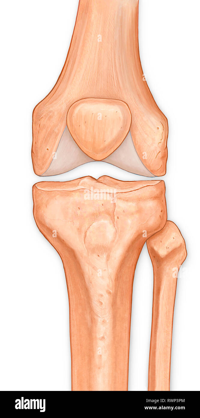Femur And Tibia Stock Photos & Femur And Tibia Stock Images Alamy