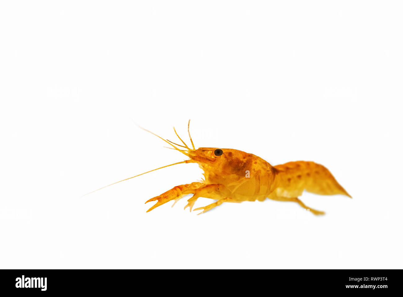 Mexican Dwarf Crayfish on a white background Stock Photo