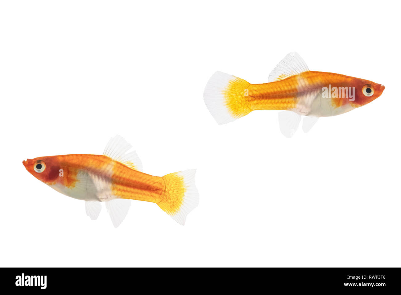 Two female Koi Santa Claus Swordtail Fish (Xiphophorus helleri) on a white background Stock Photo