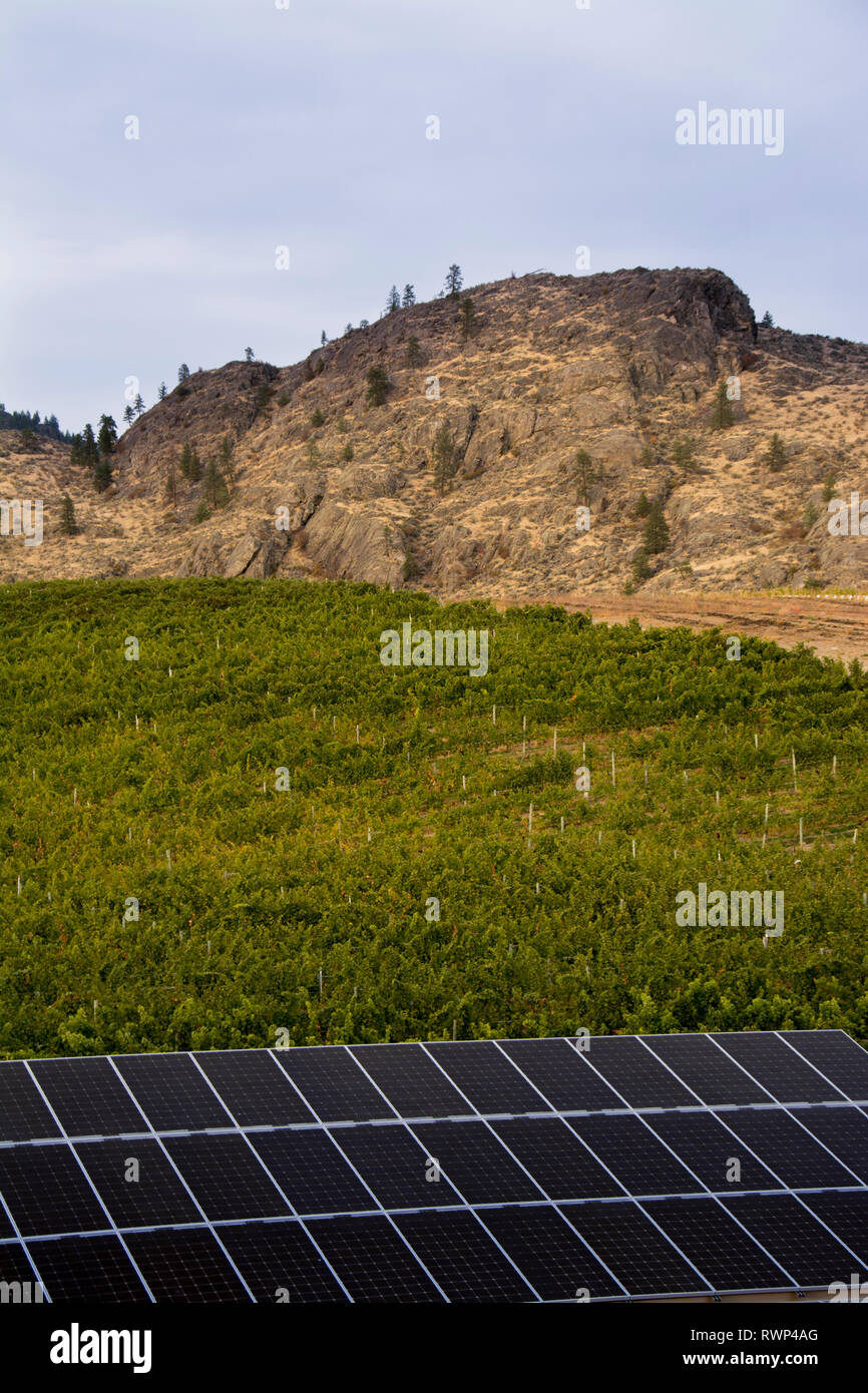 Solar Panels, Burrowing Owl Estate Winery, Oliver, Okanagan Valley