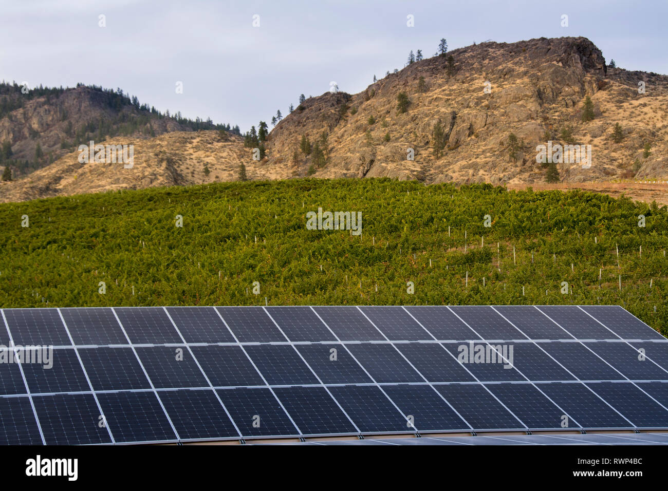 Solar Panels, Burrowing Owl Estate Winery, Oliver, Okanagan Valley
