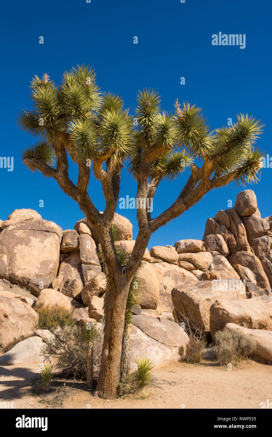 Joshua trees, yucca palm, tree yucca, and palm tree yucca, Yucca