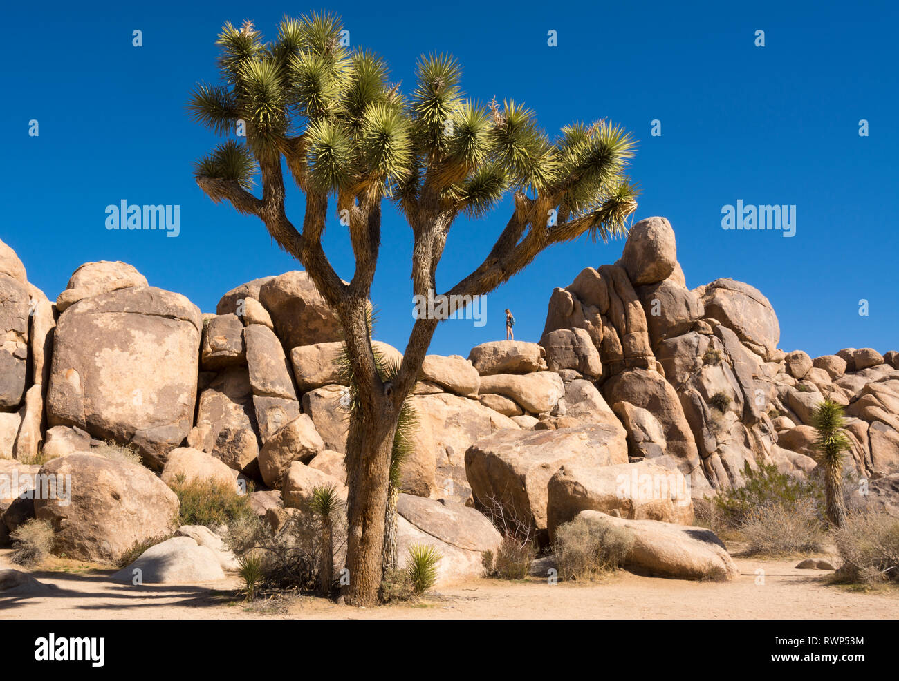 Joshua trees, yucca palm, tree yucca, and palm tree yucca, Yucca