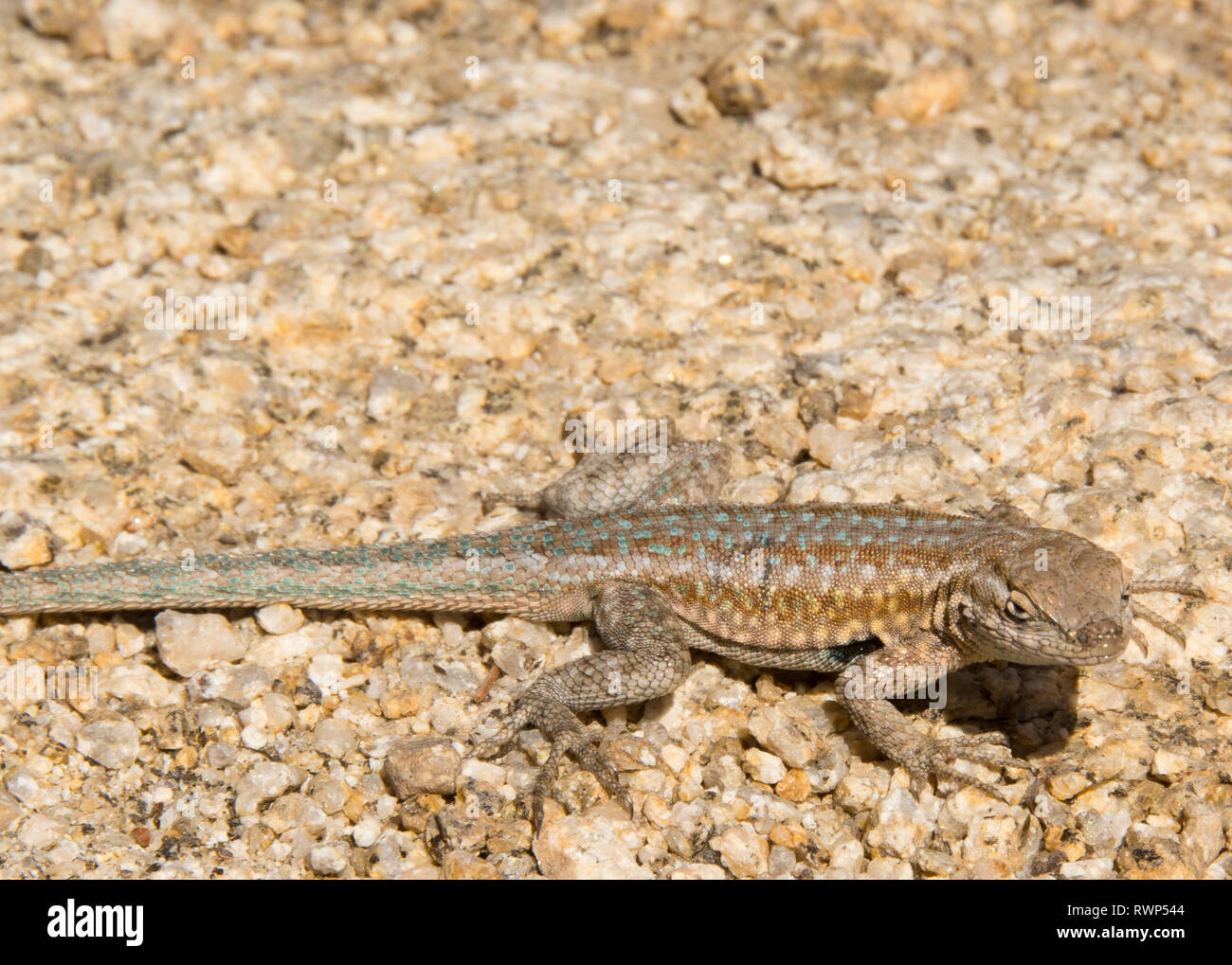 Common Side-blotched Lizard, Uta stansburiana, Joshua Tree National Park, California, USA Stock Photo