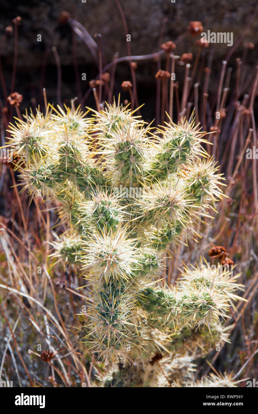 Jumping cholla cactus, Opuntia fulgida, Joshua Tree National Park, California, USA Stock Photo