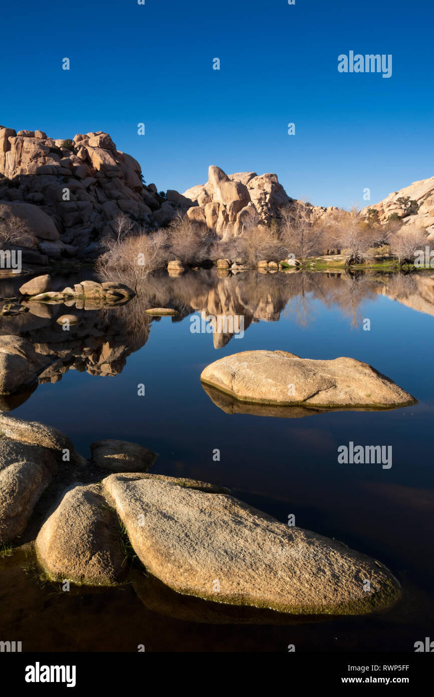 Barker Dam, standing water, Joshua Tree National Park, California, USA
