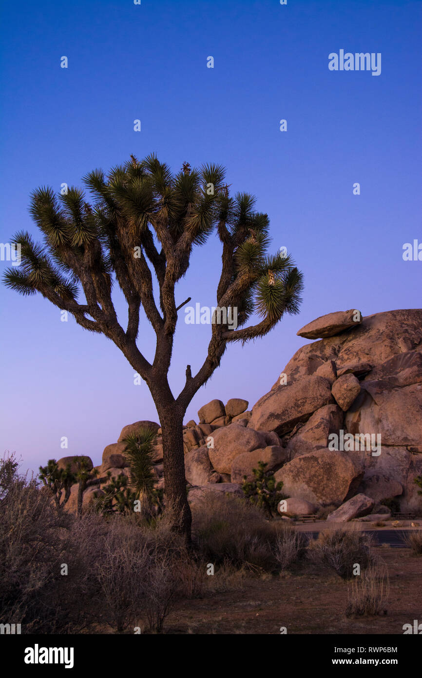 Joshua trees, yucca palm, tree yucca, and palm tree yucca, Yucca