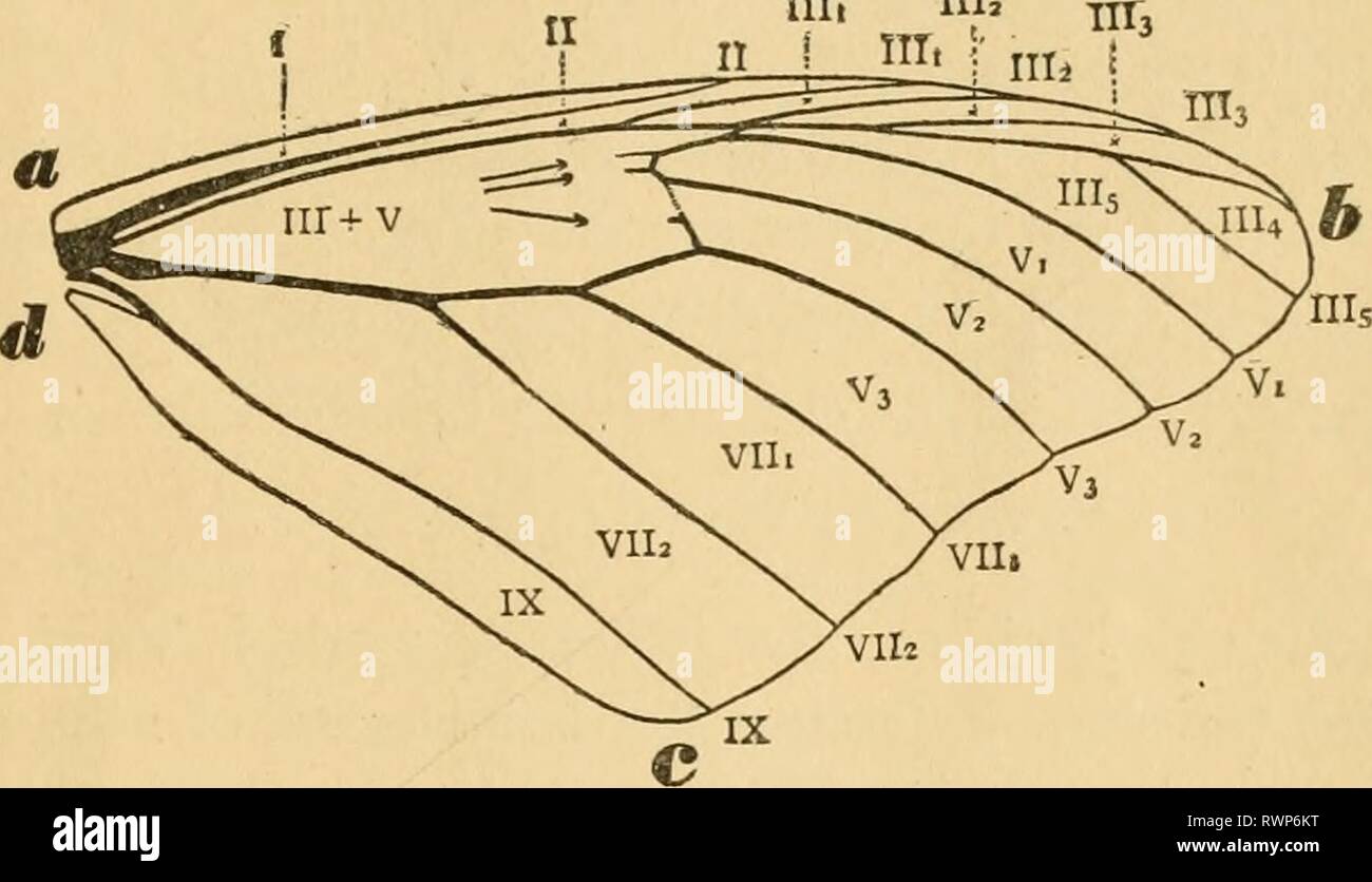The elements of insect anatomy; The elements of insect anatomy; an outline for the use of students in the entomological laboratories of Cornell University and Leland Stanford Junior University elementsofinsect00comsto Year: 1895 — The elements of insect anatomy; The elements of insect anatomy; an outline for the use of students in the entomological laboratories of Cornell University and Leland Stanford Junior University elementsofinsect00comsto Year: 1895 —