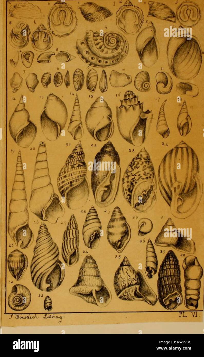 Elements of conchology, including the Elements of conchology, including the fossil genera and the animals elementsofconcho01bowd Year: 1822  . Btelania- Melantho. Melania amavula. Metanella Dufi-esnii. Melanopsis. Melarwmona. Pyrene, Lam. Melanalria. Phasianella picta. Auricula Judwa- Scarabus imbrium, Leach. Carychium undulatum. Leach. Conovula coniformis. Achalina Virginiana. Bulimus radiatus. Bulimulus trifasciatus. Tomatella fasciata. Hclicina neriiella. Bulimus auris-leporis (moust). Plannrbis. Bulimus ocularis. Pupa mndiolinus. Bulimus auris-leporis. Clausilia. Pupa. Bulimus decollalus. Stock Photo