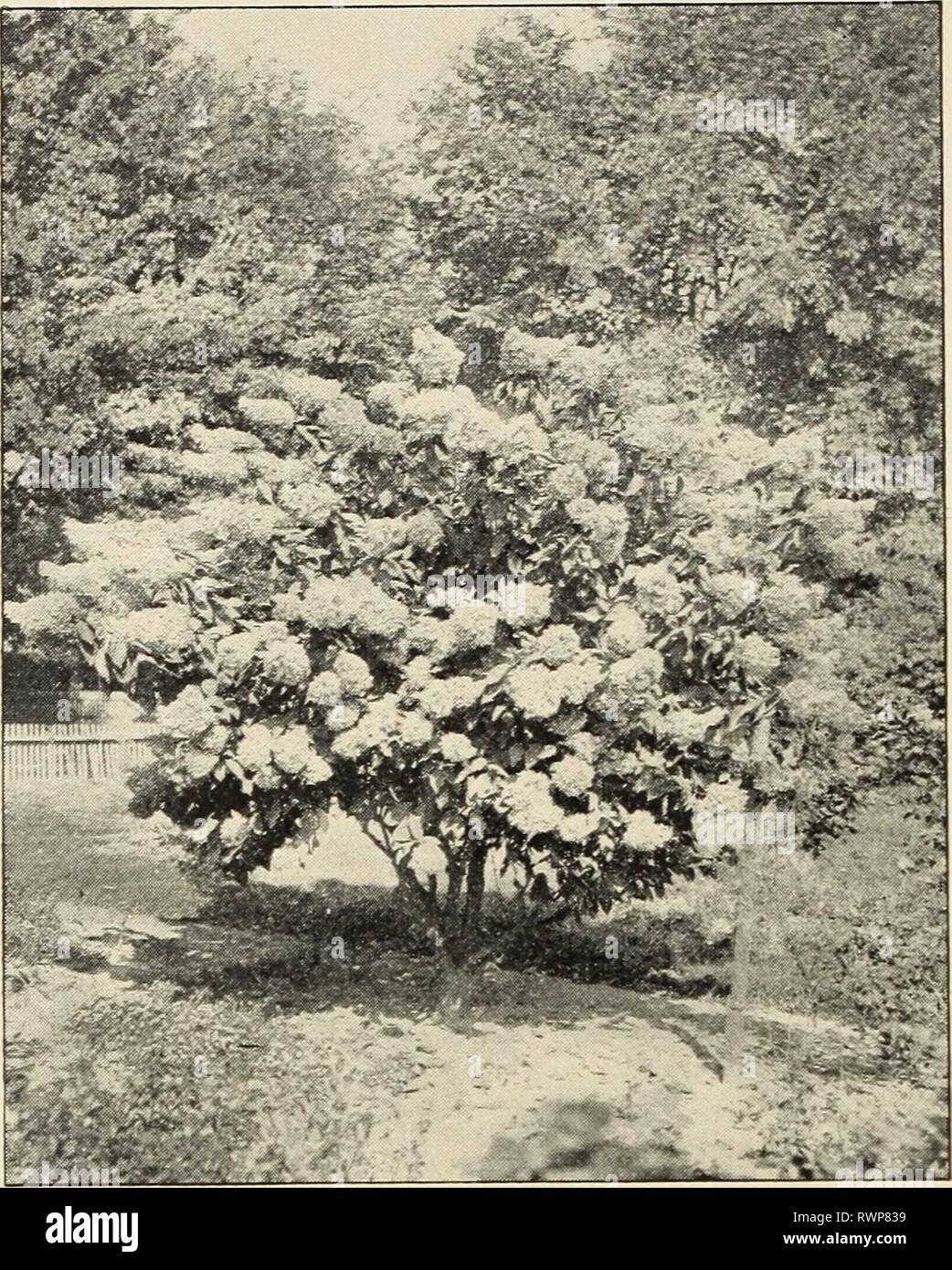 Ellwanger & Barry  Mount Ellwanger & Barry : Mount Hope nurseries ellwangerbarrymo1899moun Year: 1899  78 ELLWANGER &- BARRY'S H, H, HIPPOPH^. Sea Buckthorn. Sanddorn, Ger. H. rhamnoides. D. Foliage grayish white; quite attractive. Succeeds particularly well near salt water. 35c. HYDRANGEA. HoRTENSiE, Ger. Hydrangee, Tv-. H. paniculata grandiflora. Large Pani- cle-flowered Hydrangea. C. A fine shrub, growing from 8 to 10 feet high; flowers white, in great pyramidal panicles a foot long, and produced in August and September, when very few shrubs are in flower; one of the finest flowering shrubs Stock Photo