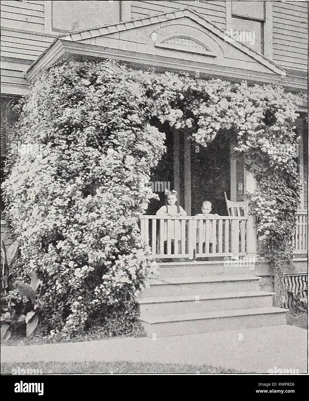 Ellwanger & Barry  Mount Ellwanger & Barry : Mount Hope nurseries ellwangerbarrymo1898moun Year: 1898  GENERAL CATALOGUE. 93 AKEBIA. Akebie, Ger. Akebie, Fr. A. quinata. A singular Japanese climbing shrub, with fine foliage, purple flowers and ornamental fruit. 35c- AMPELOPSIS. Jungfernwein, Ger. Vigne-Vierge, Fr. A. quinquefolia. American Ivy, or Virginian Creeper, Has beautiful digitate leaves that become rich crimson in autumn ; a very rapid grower. Like the Bignonia and Lvy, it throws out tendrils and roots at the joints, by which it fastens itself to anything it touches. One of the finest Stock Photo