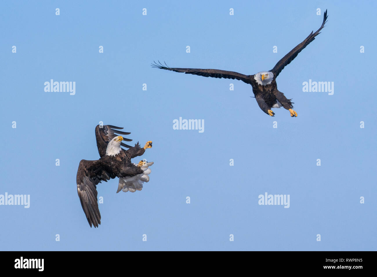 Bald eagles ready to fight each other Stock Photo Alamy