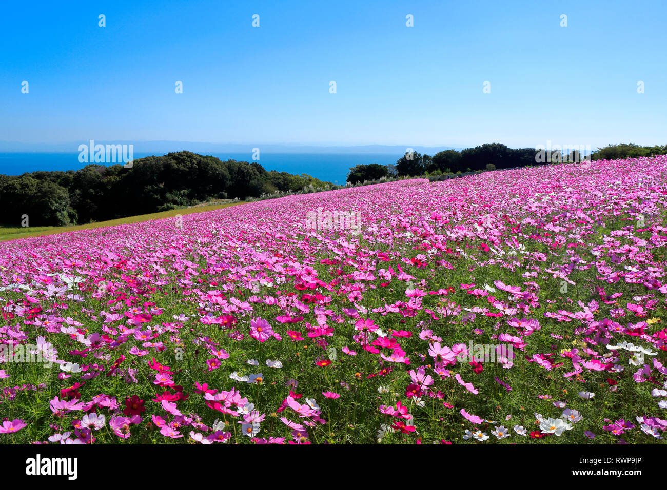 Awaji flower balcony hi-res stock photography and images - Alamy