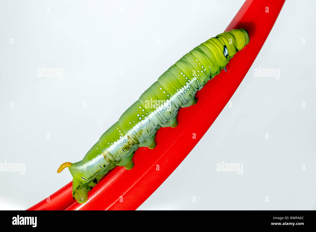Caterpillar grip hi-res stock photography and images - Alamy