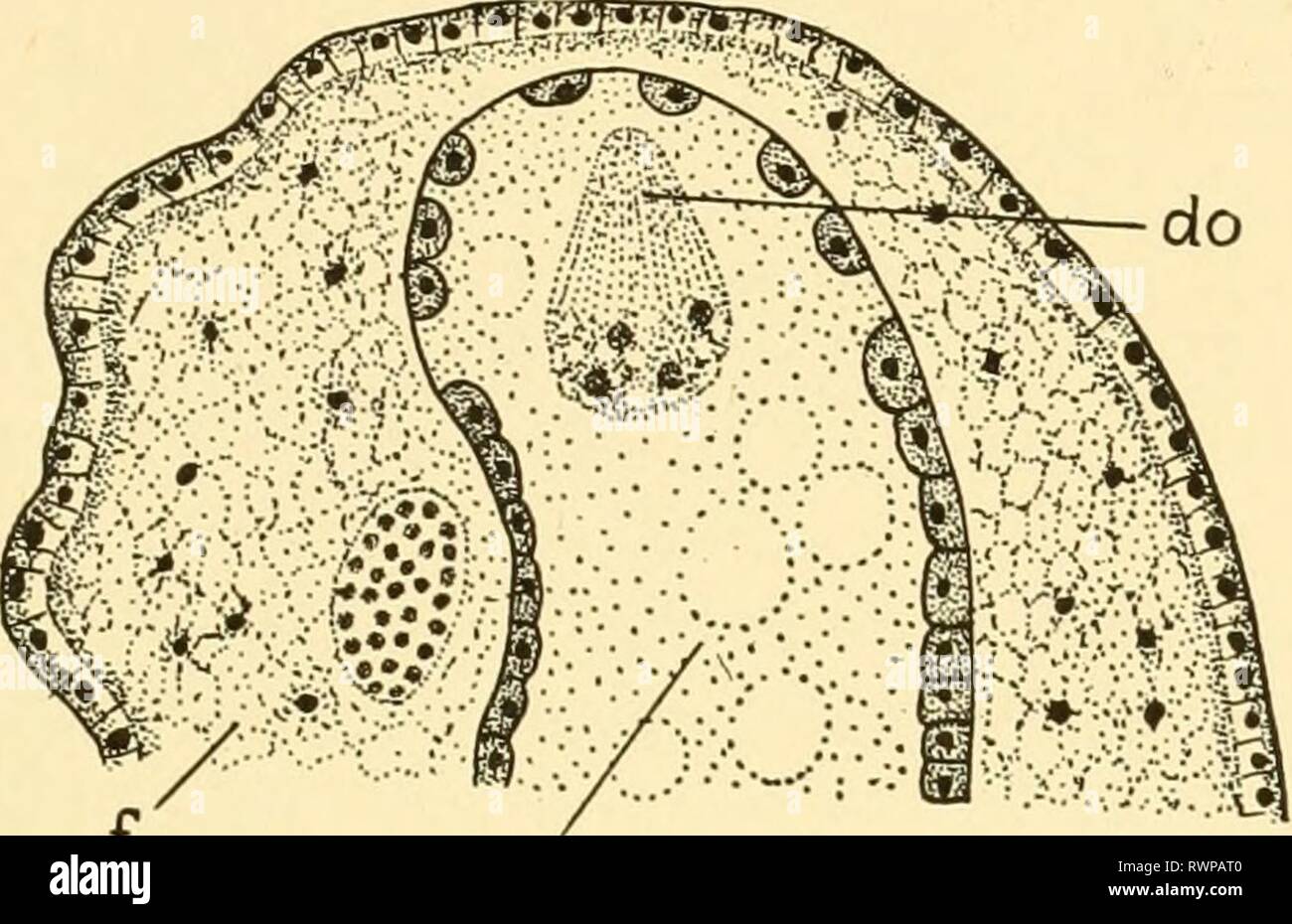 Embryology of insects and myriapods; Embryology of insects and ...