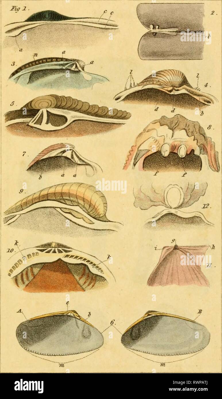 Linnean System.drawing Linnean System High Resolution Stock Photography and Images - Alamy