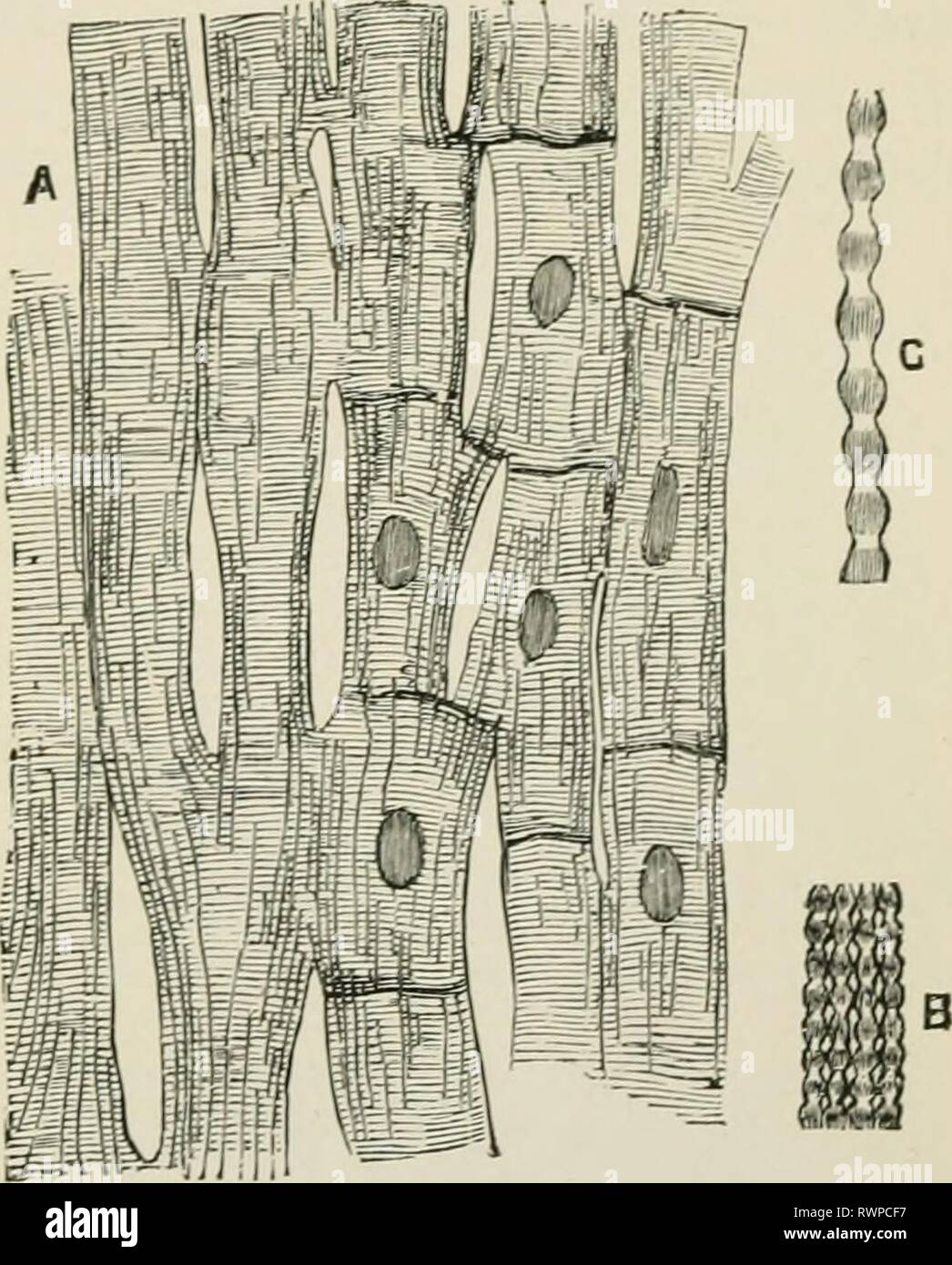 Elements of histology (1898) Elements of histology elementsofhistol00klei Year: 1898  Striped Muscular Tissue. ro3 network (l^'ig. 72). A transverse section tlirough a bundle of such fil)res shows, therefore, their cross- sections irregular in shape and size. (4) Each nucleus of a muscle corpuscle occupies the centre of one lU'isuiatic portion ; each fibre and its branches thus appear composed of a single row of such prismatic portions, and they seem separated from one another—- at any rate in an early stage —by a septum of a trans- parent substance. 93. Some mus- cular fibres are either marke Stock Photo