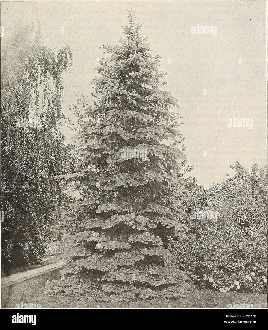 [Ellwanger & Barry's general catalogue] [Ellwanger & Barry's general catalogue] ellwangerbarrysg1896moun Year: 1896  GENERAL CATALOGUE 75 Twenty-five of the Most Desirable Species and Varieties for the Decoration of Parks, Gardens or Lawns, as follows, for $18.00: Maple, Norway Curled-leaved. ' Norway Schwedler's. ' Wler's Cut-leaved. ' Sug-ar. Almond, Large Doulile-flowermg-. Ash, Weeping. Aucuba-leaved. Birch, Cut-leaved Weeping. Beech, Cut-leaved. ' Purple-leaved. Crab, Double Rose-flowering. Elm, Huntingdon. ' superba. Horse Chestnut, Double White-flowering, 'â Red-flowering. Linden, Europ Stock Photo