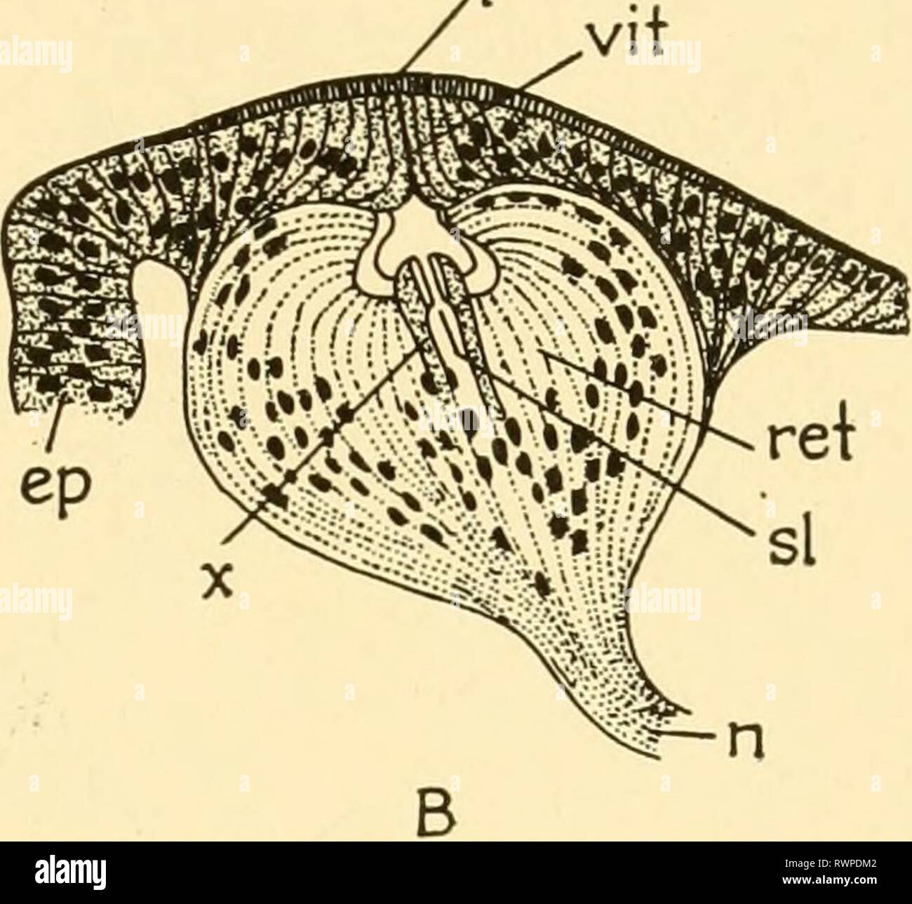 Embryology of insects and myriapods; Embryology of insects and ...