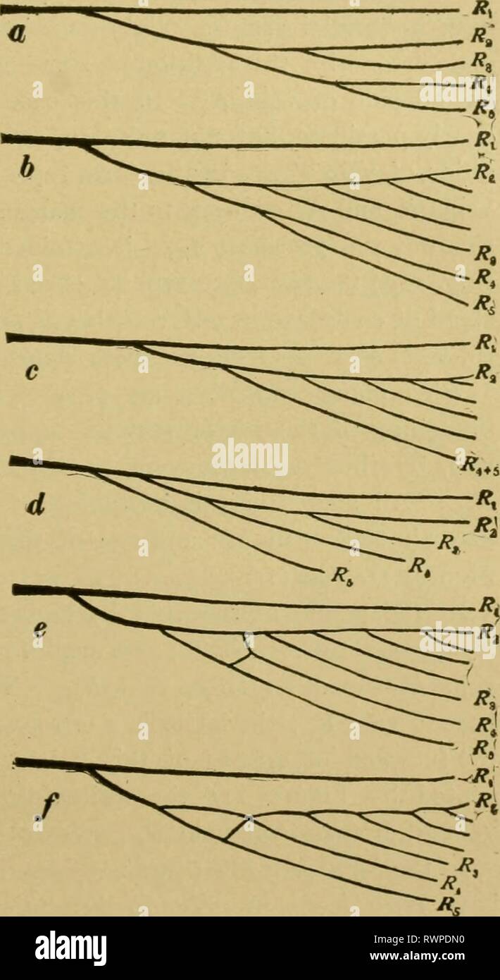 The elements of insect anatomy The elements of insect anatomy : an ...