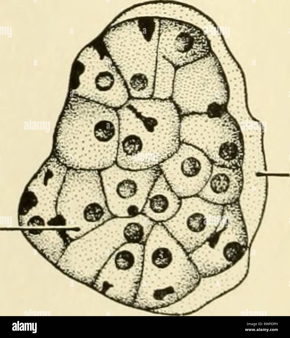 Elements of biology, with special Elements of biology, with special reference to their rôle in the lives of animals elementsofbiolog00buch Year: 1933  RESERVOIR CONTRACTILE VACUOLE FLA6ELLUM MASTICOPHOPA- EUCLENA FIG. 30. INFUSORIA-PARAMOECIUM PLASMODIA    RED BLOOD CORPUSCLE FIG. 3/. SPOROZOA-PLASMODIUM (MALARIA) Figs. 28, 29, 30, and 31.—Examples of the four classes of Protozoa. (Fiji. 29 from various sources; Fig. 31 re-drawn after Calkins: Biology, published by Henry Holt and Co.) Stock Photo
