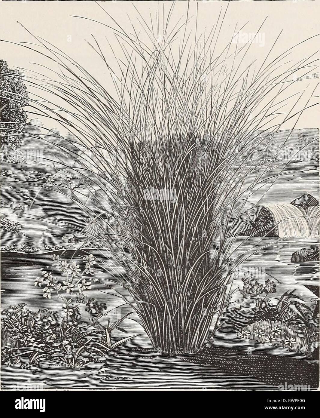 Ellwanger & Barry's general catalogue Ellwanger & Barry's general catalogue : Mount Hope nurseries ellwangerbarrysg1893moun Year: 1893  GENERAL CATALOGUE. 121    GENISTA. Rock-Broom. G. sagittalis. Arrow-pointed Broom. A fine dwarf perennial; flowers pea-shaped, yellow in a terminal spike. 50c. GERANIUM. Crane's Bill. Not Pelargonium or Scarlet Geranium. G. ibericurn. Bluish purple; one foot. July and August. 25c. G. praetense. Lilac purple; crow foot leaved; one foot. July and August. 25c. var. flore pleno. Crow-foot leaved; double flowering-; one foot. July and August. 25c. G. sanguineum. Pu Stock Photo