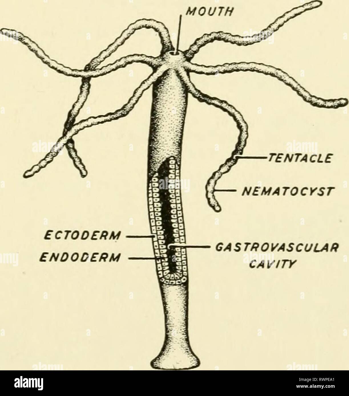 Elements of biology, with special Elements of biology, with special reference to their rôle in the lives of animals elementsofbiolog00buch Year: 1933 THE ORDER AMONG ANIMAL TYPES lOI ing cell termed a cnidoblast. The cnidoblast contains a coiled barbed organ which is employed in defense but more especially in the capture of its food. The ectoderm contains cells which exaggerate the property of irritability and function as a rudimentary nervous system. In this and in other respects the phylum marks a distinct advance over the phylum Porifera. Three classes are recognized: Class I. HYDROZOA (Fi Stock Photo