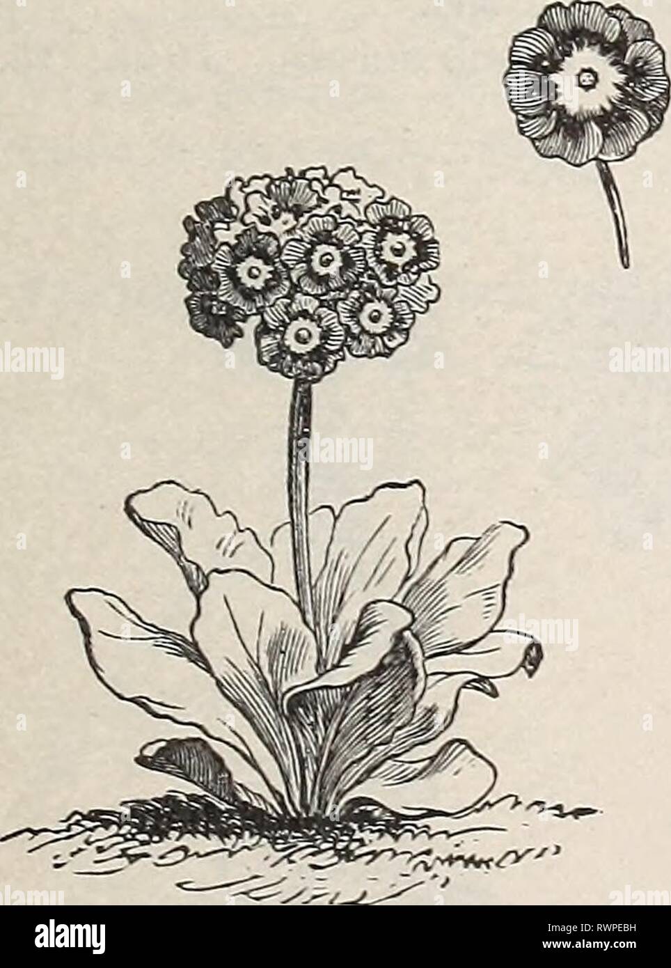 Ellwanger & Barry's general catalogue Ellwanger & Barry's general catalogue : Mount Hope nurseries ellwangerbarrysg1892moun Year: 1892  Phlox SubulatA. P. auricula. All colors mixed. 25c. P. cortusoides. A pretty little plant, six to nine inches hig-h, with lilac flowers. 25c. P. elatior. Ox-LiP Primrose. 25c. P. veris. COWSLIP. Flowers bright yellow in terminal umbels, in spring and early summer. 25c. PULMOXAKIA. Lungwort. P. angustifolia. Fine violet flowers, one foot. April. 25c. P. maculata. Distinct, blotched foliage; a vers* fine border plant. 25e. PYRETHRUM. A most valuable class of har Stock Photo