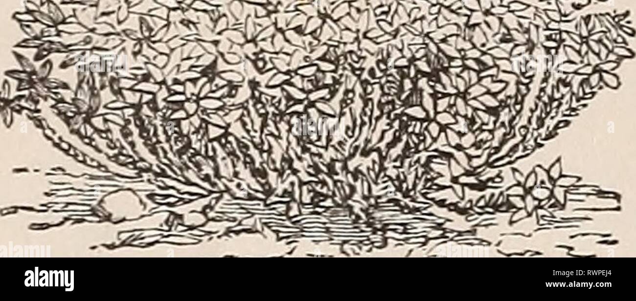 Ellwanger & Barry's general catalogue Ellwanger & Barry's general catalogue : Mount Hope nurseries ellwangerbarrysg1892moun Year: 1892  •Smsm    Sedum Acre. Telephiuin liybridum. Telepliiiini piii-pureiim. S. acre. Good for edg-ing ; yellow flowers; 3 inches. 25c. S. Aizoon. Flat heads of yellow flowers; long, narrow leaves; 18 to 24 inches. 25c. album. White, with small foliage; 3 inches; very pretty. 25c. anacampseros. Purple flowers. 25c. atropurpureum. Dark red foliage and flowers. 25c. cruceatum. White, cross-shaped foliage; 6 inches. July. 25c. hybridum. Pale yellow ; small foliage; 6 in Stock Photo