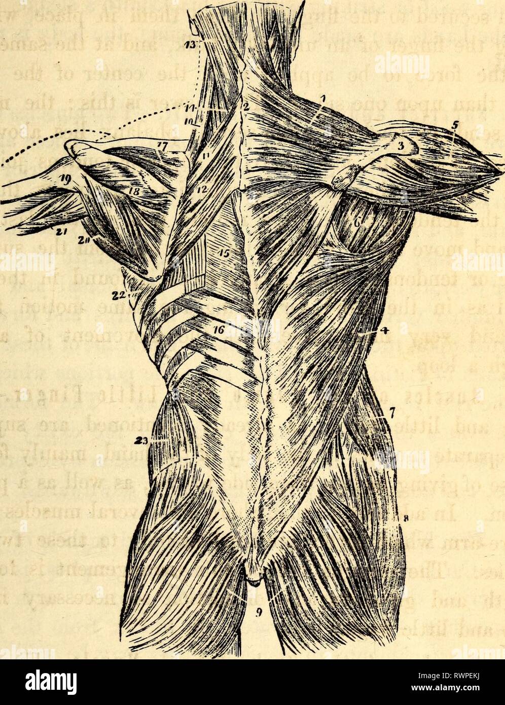 Elementary anatomy and physiology Stock Photo Alamy