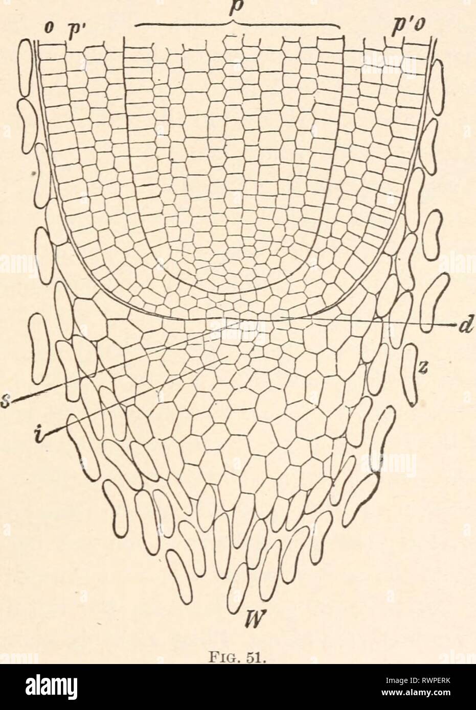 Elements of plant anatomy; (1895 Stock Photo Alamy