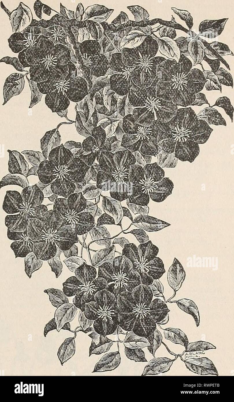 Ellwanger & Barry's general catalogue Ellwanger & Barry's general catalogue of fruit & ornamental trees, roses etc ellwangerbarrysg1894moun Year: 1894  GENERAL CATALOGUE. W7 Lanug^inosa Type. Flower during- the summer and autumn suc- cessionally, ou short lateral summer shoots; flow- ers dispersed. Clematis Henryi. (A-nderson-Henry.) Very large, fine form; free grower and bloomer; creamy white. $1.00. C. Hybrida Siebolrtii. Large, bright blue flow- ers; fine. $1.00. m Jackmanni Tyi&gt;e. Varieties flowering during tlie summer continuous masses on summer shoots. C. Alexandra. (Jackman.) Flowers Stock Photo