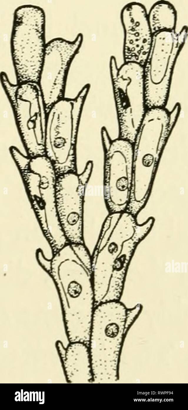 Elements of biology, with special Elements of biology, with special reference to their rôle in the lives of animals elementsofbiolog00buch Year: 1933  MOUTfT MAST AX FOOT    FIG. 42. ROTIFER FIG. 43. BRrOZOA-A PORTION OF BUGULA Fig. 40.—^Nemertinea are frequently included in the phylum Platyhelminthes. All are free living marine animals, some varieties attaining a length of many feet. Fig. 41.—Ascaris, a common representative of the phylum Nemathelminthes. This form and its relatives inhabit the intestines of vertebrates. Other members of the phylum are parasitic in many plants and animals; ma Stock Photo