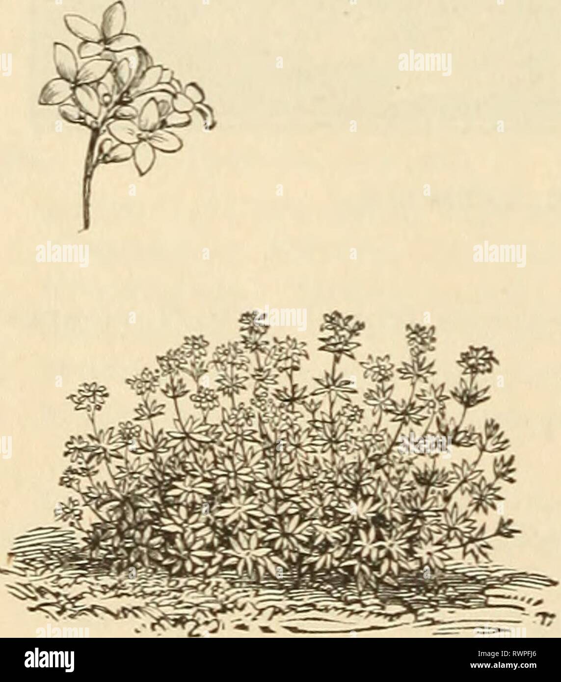 Ellwanger & Barry's supplementary catalogue Ellwanger & Barry's supplementary catalogue novelties, etc. : 1898 ellwangerbarryss1898moun Year: 1898  li« ELLWANGER & BAERY'S ARABIS. Rock-Cress. D^arf, early, free-flowering- perennials, well adapted for rock-work and g-eneral culture. A. alpina. Alpine Rock-Cress. Flowers white, in smaU racemes in early spring; 6 to 8 inches. 25c var. variegrata. Of low habit and finely variegrated foliage. Very ornamental in rock-work: blooms in early spring-. 25c. ARENARIA. Sandwort. A. ciespltosa. A handsome little Alpine plant, growing-in dense masses; moss-l Stock Photo