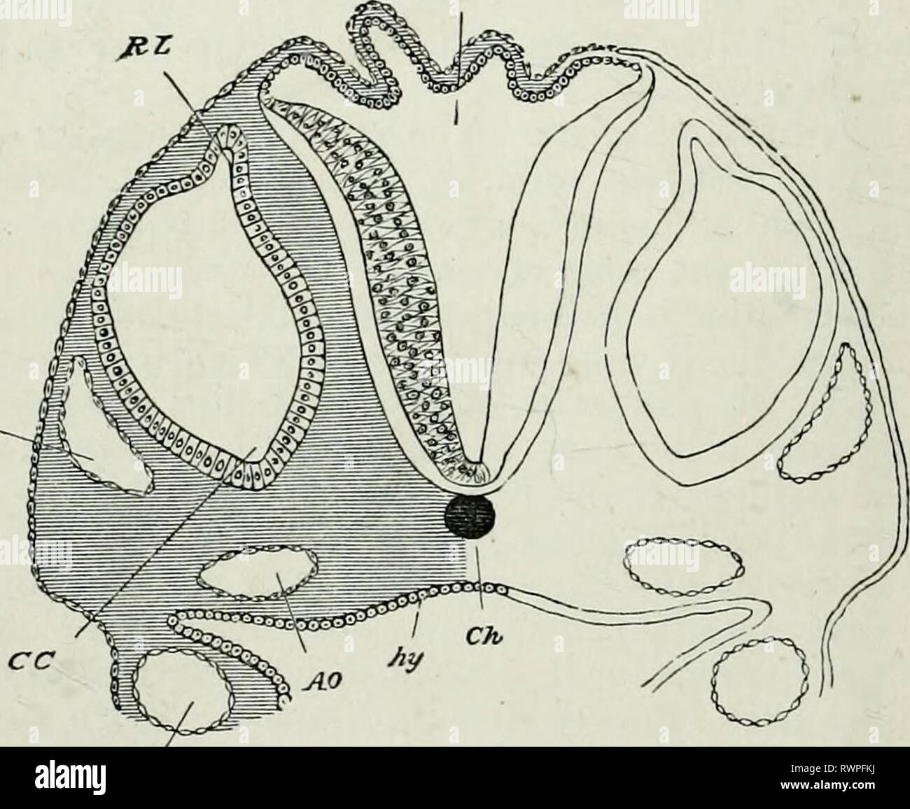 The elements of Embryology, (1874) The elements of Embryology, elementsofembryo74fost Year: 1874  110 THE THIRD DAY. [chap. epiblast furnishes the body of the cornea, the epiblast itself remaining as the anterior corneal epithelium. A portion of mesoblast, carried in from the front by the lens during its involution, gives rise to the capsule of the lens and suspensory ligament, while some mesoblast entering on the under side through the choroidal fissure becomes (in birds) tlie pecten, and probably also contributes to the vitreous humour. Of the walls of the optic cup, the thinner outer (poste Stock Photo