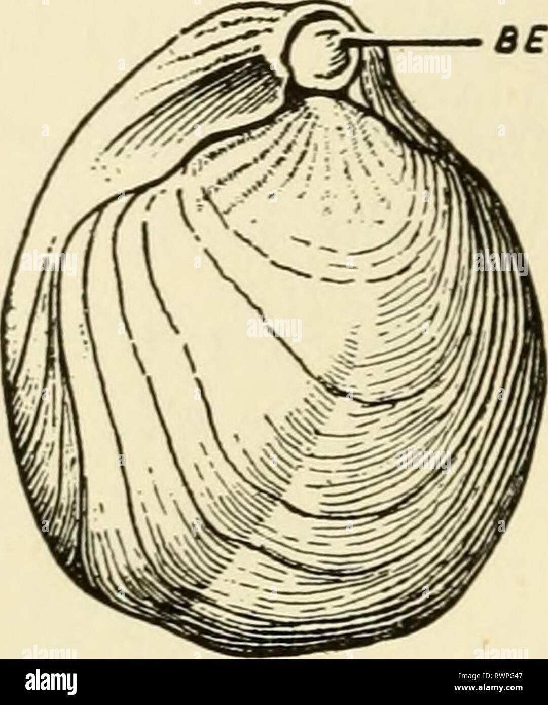Orthis Shell Elements of biology, with special Elements of biology, with special ...